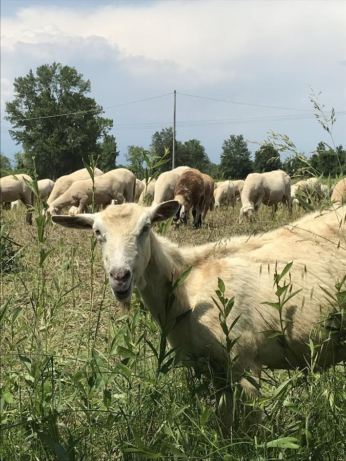 Agriturismo Corte Salandini Hotel Ponti sul Mincio Zewnętrze zdjęcie
